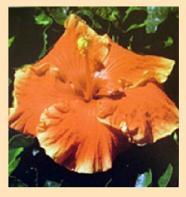 RED HIBISCUS FLOWER ORGANIC HERBAL TEA 250g sabdariffa Rosella DRIED HERB