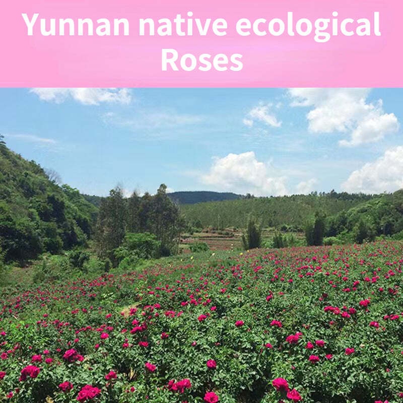 357g Rose Black Tea Yunnan Rose Tea Cake Chinese Flower Tea Women Slimming Tea