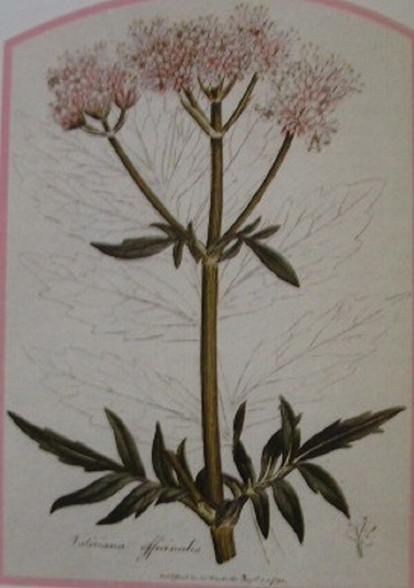 VALERIAN ROOT WILDCRAFTED HERBAL TEA 250g Valeriana officinalis Dried Herb