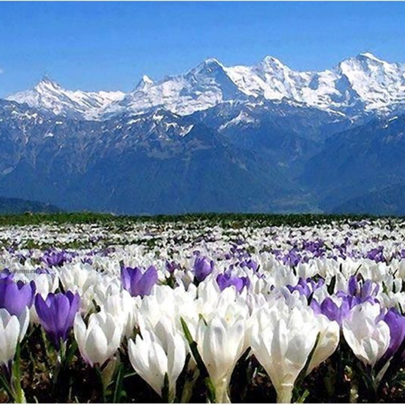 Premuim Red Saffron Organic Herbal Tea High Quality Saffron Crocus Zanghonghua