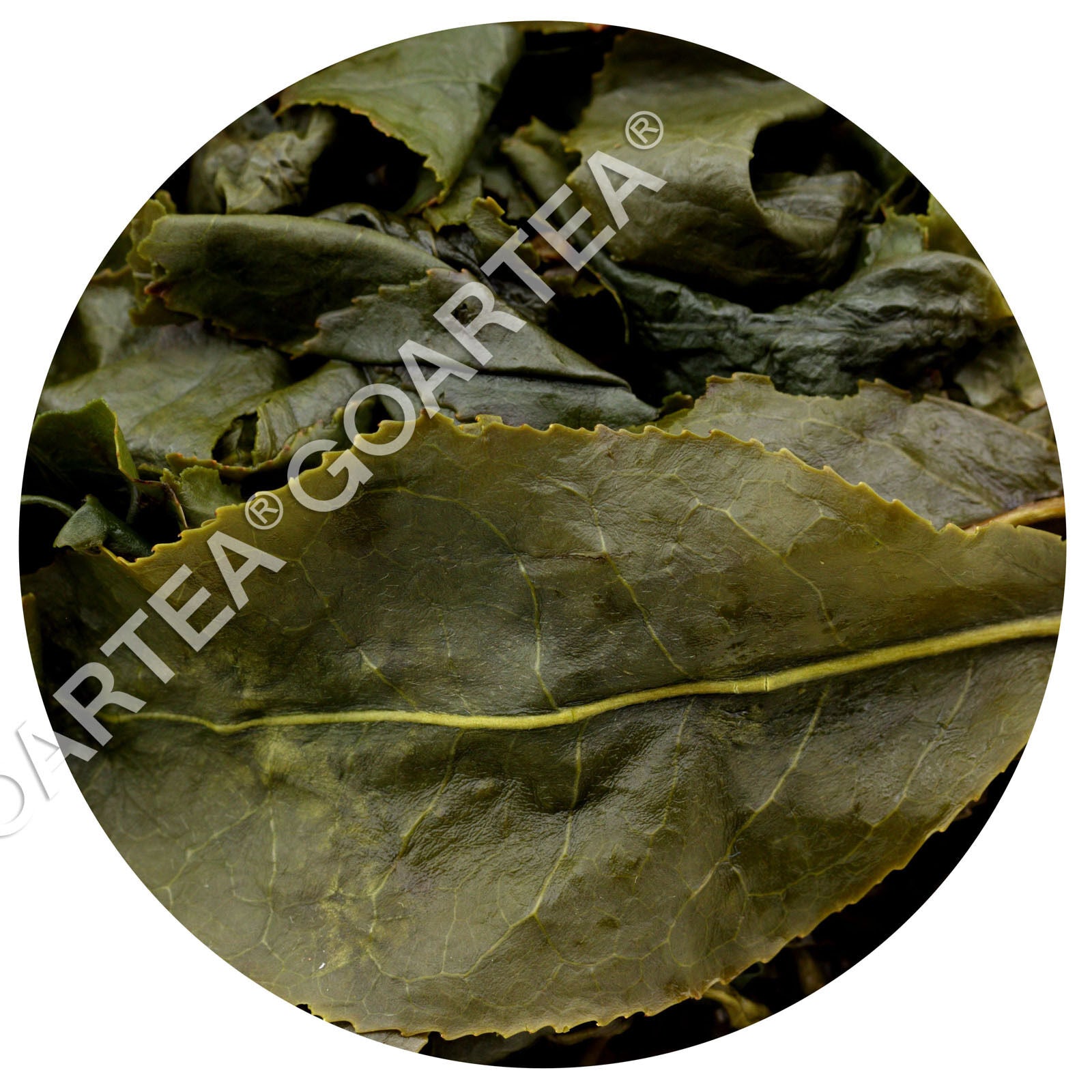 HelloYoung HELLOYOUNG Supreme Taiwan Dongding Oolong Tea High Mountain Tung-ting Green