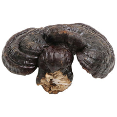 HelloYoung 100% Natural Black Ganoderma Lucidum Halal Dried Ganoderma Mushroom 17.6oz