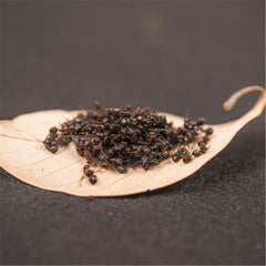 500g WILD Chang Bai Shan Mountain Ant Vic Roger Polyrhachis Medizin