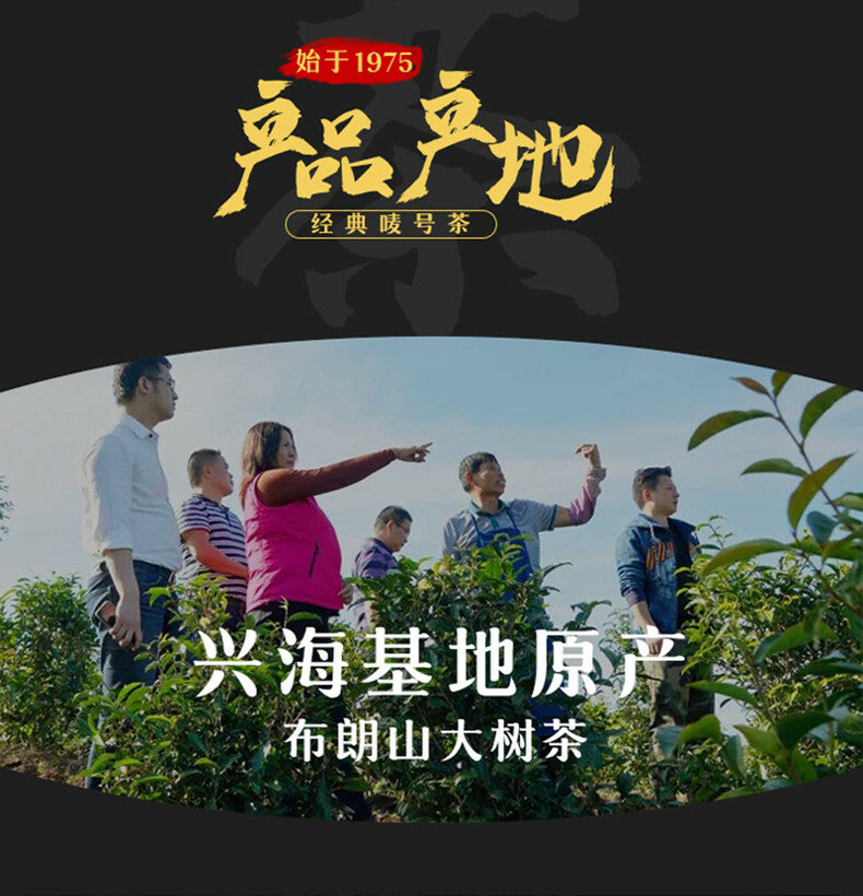 Xinghai 7533 Green Cake Raw Puerh Tea 357g Menghai Qi Zi Bing Puer Pu'er