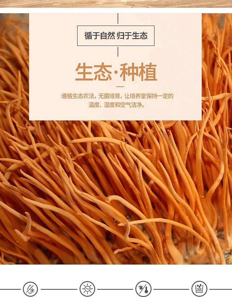 500g Bio Cordyceps Militaris Pilz – Premium Qualität, Natürliche Superpilze