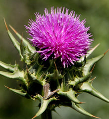 ST MARYS MILK THISTLE SEED PREMIUM HARVEST HERBAL TEA 250g Silybum marianum