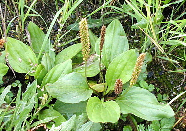 PLANTAIN BROAD LEAF ORGANIC HERB TEA 100g Plantago major Psyllium Waybread