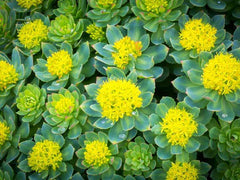 RHODIOLA ROOT ORGANIC HERBAL TEA 100g Golden or Rose root Rosea Dried herb