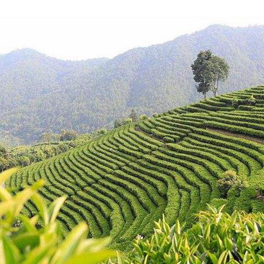 Premium Organic Jasmine Dragon Ball Green Tea Pure Chinese Leaf Loose 200g/7oz