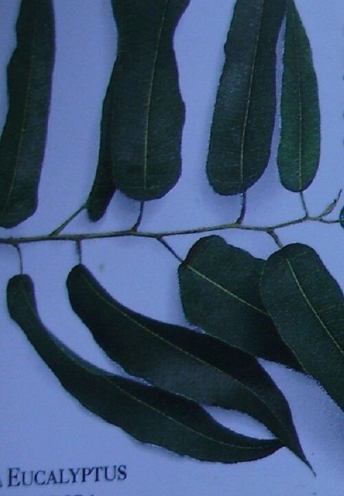 EUCALYPTUS LEAF ORGANIC HERBAL TEA 500g Ausralian globulus Native dried herb