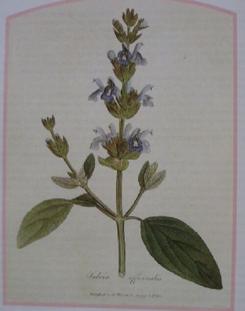 SAGE LEAF ORGANIC HERBAL TEA 100g Salvia officinalis dried herb