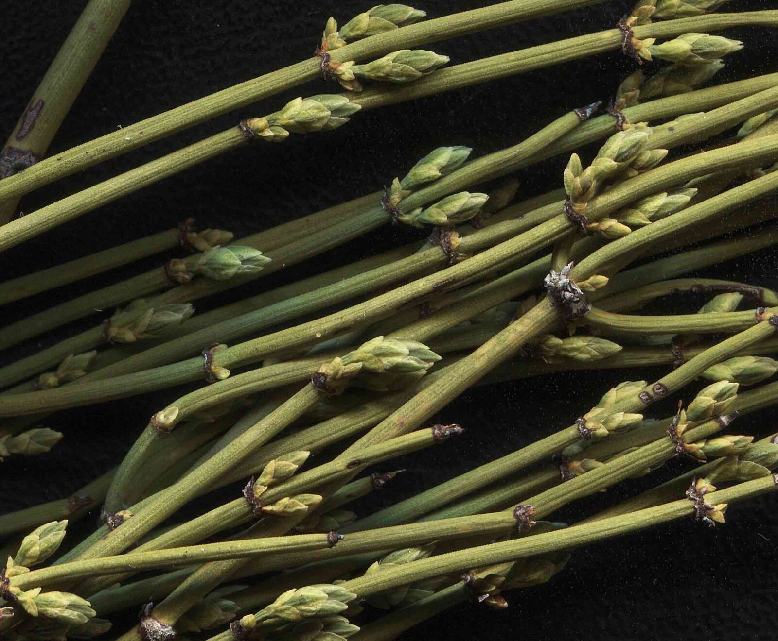 10-4000g Neueste Mo Hang Grüner Tee Natürlicher Kräutertee Freies Verschiffen