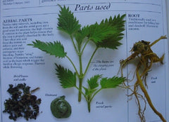 STINGING NETTLE LEAF WILDCRAFTED HERBAL TEA 100g Urtica dioica DRIED HERB