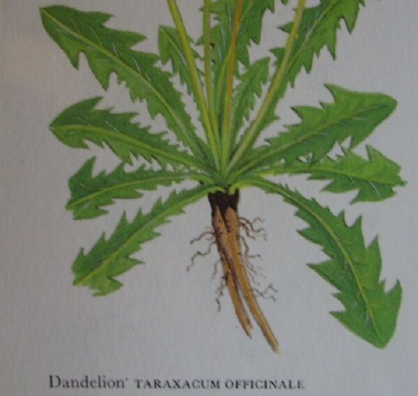 DANDELION ROOT RAW WILDHARVESTED HERBAL TEA 250g Taraxacum officinalis Herb