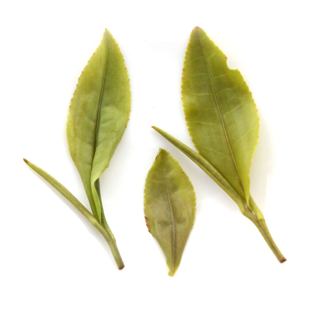 GOARTEA 100g Premium Huangshan Maofeng GRÜNER TEE Yellow Mountain GREEN TEA Lose