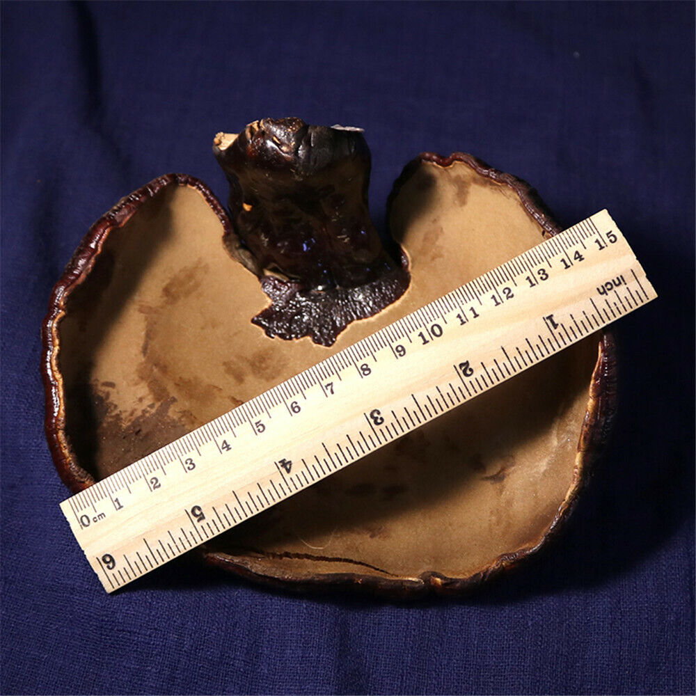 HelloYoung 100% Natural Black Ganoderma Lucidum Halal Dried Ganoderma Mushroom 17.6oz