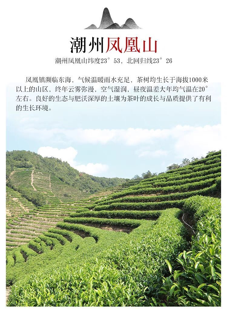 HelloYoung China Phoenix Dancong Yashixiang Oolong Tea Feng Huang Duck Feces Light Flavor