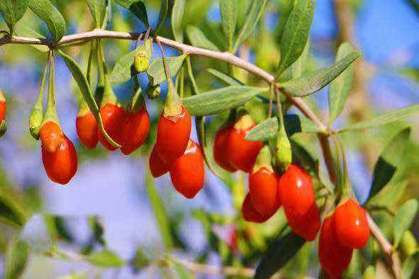 SUPREME GRADE EXTRA LARGE GOJI BERRIES WOLFBERRY BERRY 1 LB FROM QINGHAI