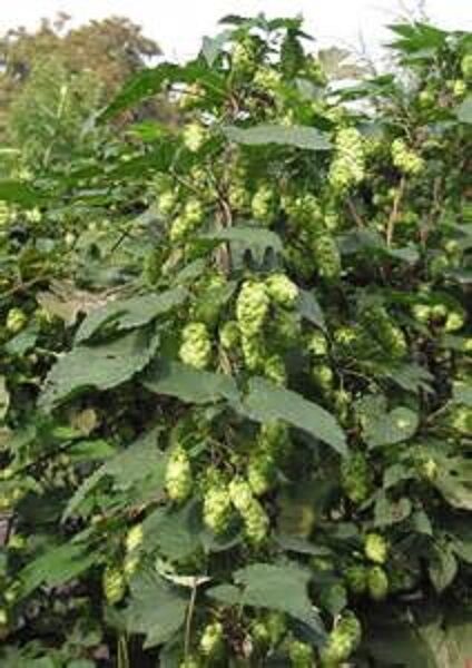 HOPS FLOWER BUSH PREMIUM HARVEST HERBAL TEA 500g Dried Herb Humulus lupulus