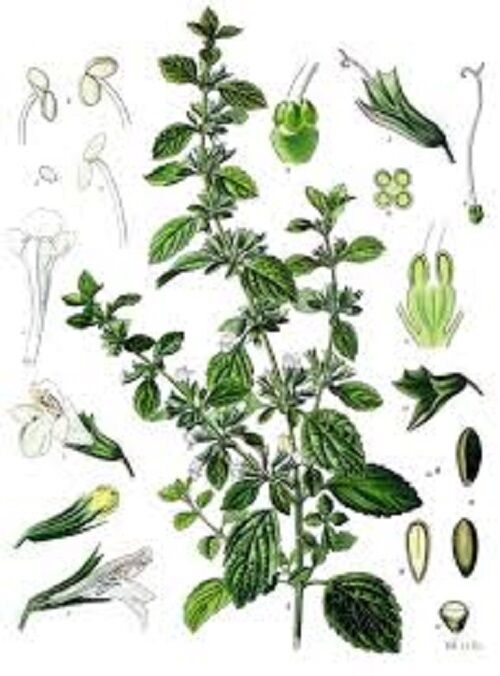 LEMON BALM ORGANIC HERBAL TEA 40g Melissa officinalis dried herb
