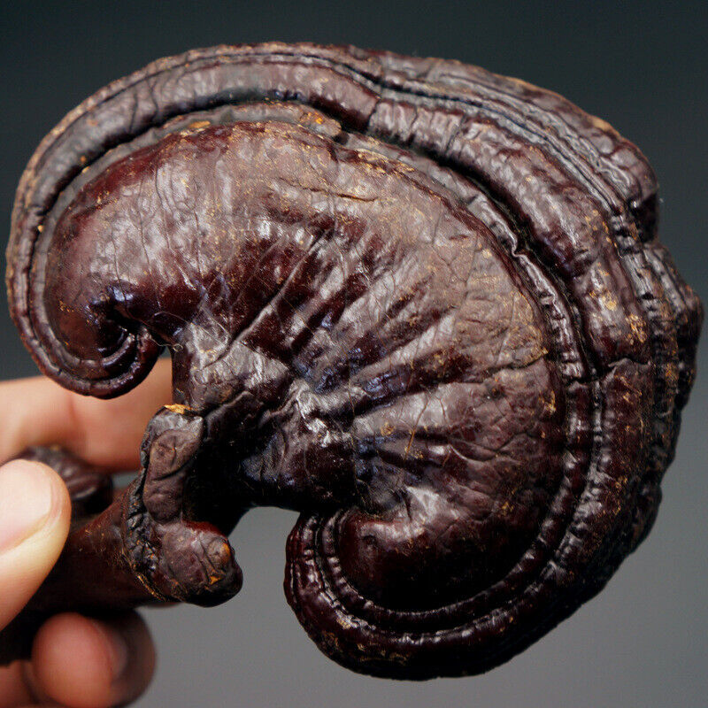 500g Reishi Soup Purple Ganoderma Lucidum Wild Lingzhi Mushroom Herbs