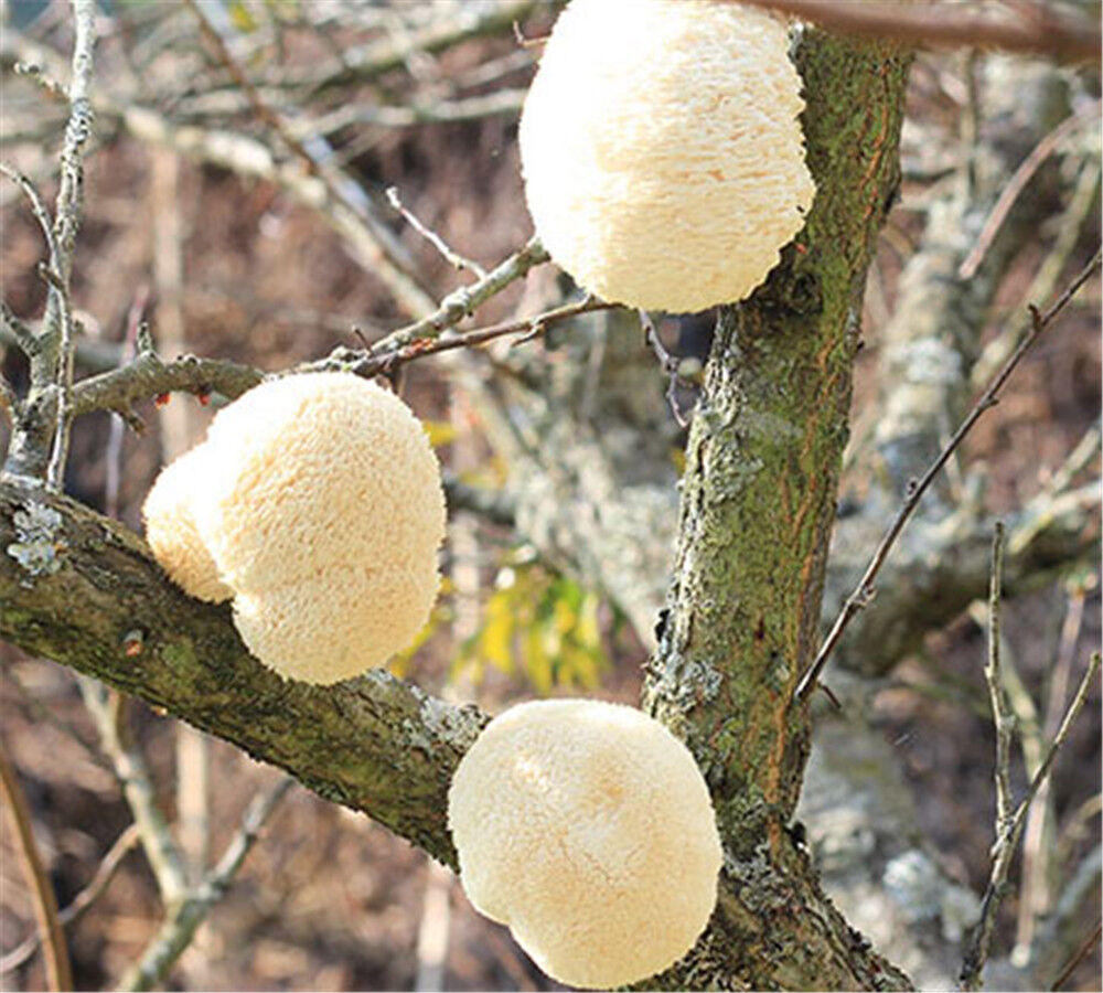 100% Organic Natural Dried Lion's Mane Mushroom  Herbs Healthy Care 500g/1.1LB