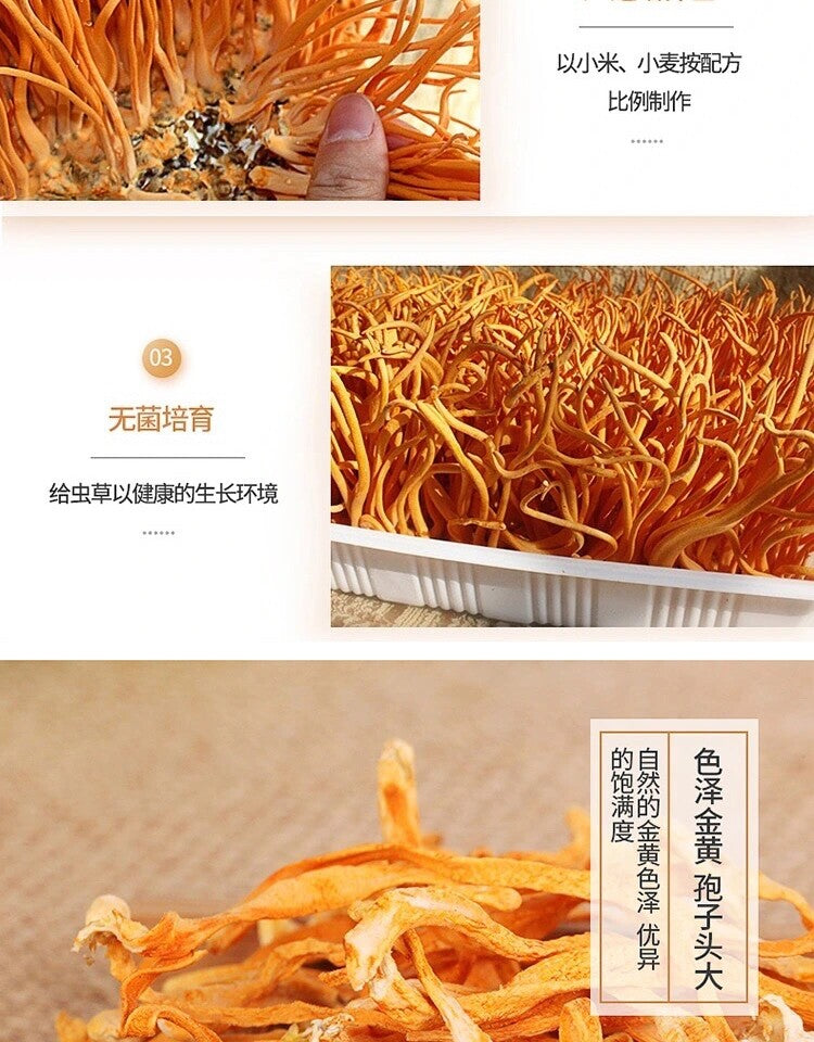 500g Bio Cordyceps Militaris Pilz – Premium Qualität, Natürliche Superpilze