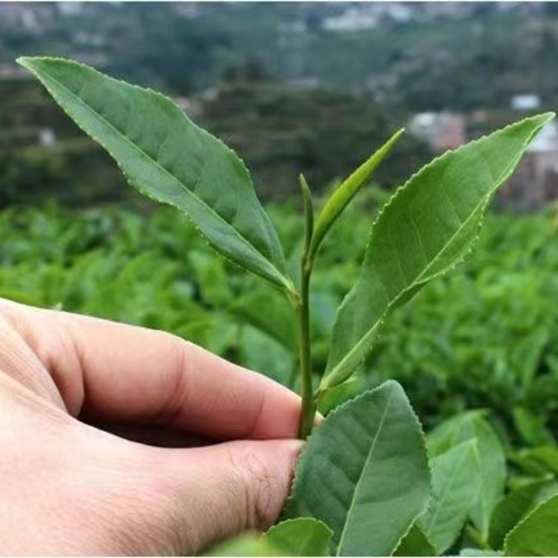 30Bags Anxi Tie Guan Yin Oolong Green Tea Chinese Tieguanyin Organic Oolong Tea