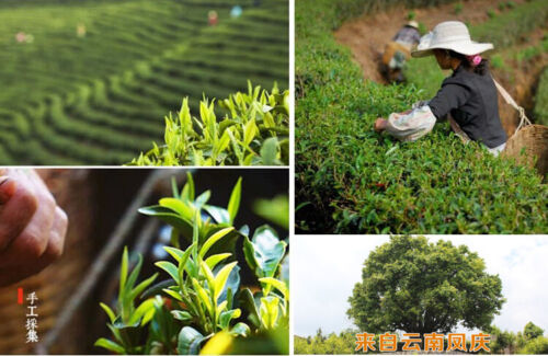 HelloYoung 250g 58 Dian Hong Tea Black Tea Yunnan Classical Premium Dian Hong Specialty Tea