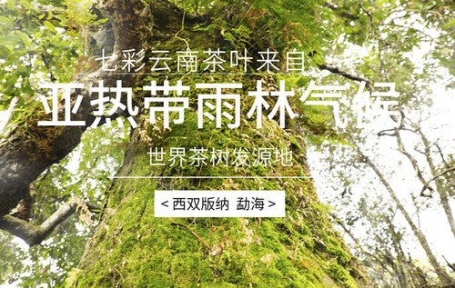 200g  Menghai Aged Ripe Puerh Tea, Ancient Tree Pu' Er Tea, Fermented Tea